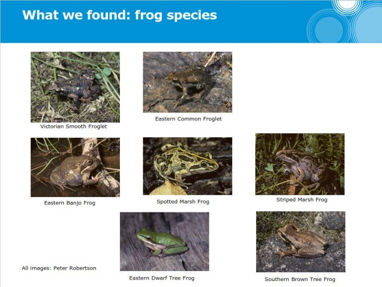 Living Links | Fantastic Frogs of Dandenong Creek