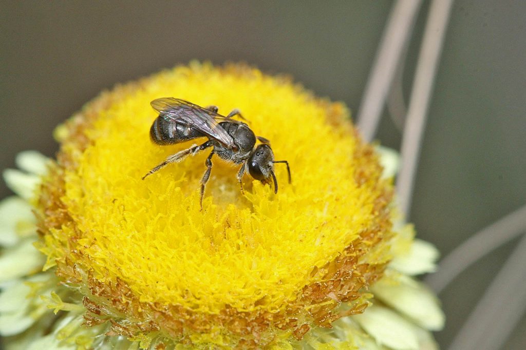 Native bee